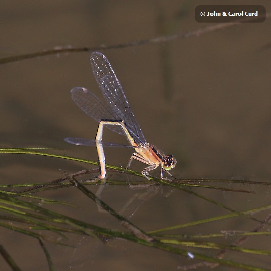 IMG_9838 Ischnura elegans.JPG